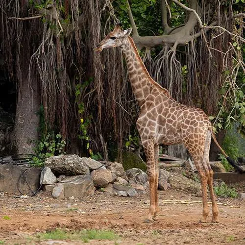 Attraction 6: Jungle-Safari